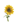 Teacher role model sunflower