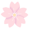 Cherry flower