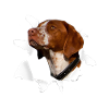Epagneul Breton Tshirt Epagneul Breton Dog Shirt