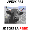 Vache Race d'Hérens