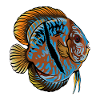 Discuss Aquarium Cadeau d’Aquarian