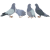 Tauben Taubenzüchter Geschenk Brieftauben