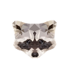 Raccoon polygon