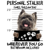 Cairn Terrier