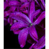 Jacinthe de fleur pourpre