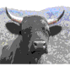 Vache Race d'Hérens