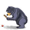 bear