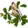 Vogel