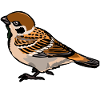 Sparrow