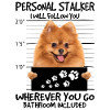 dwarf spitz