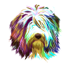 Splash Bearded Collie Dog