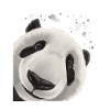 Curious Panda