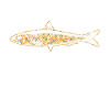 Sardine Geometric Shirts