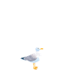 Fehmarn Print