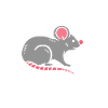 Rat