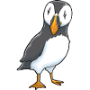 Papageitaucher Puffin