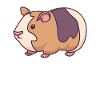 GUINEA PIGS ROCK gaver til