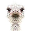 Ostrich