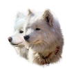 Ajoki and Codi