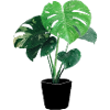 Monstera