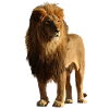 lion