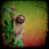 Small sloth, animals, rainforest, Costa Rica
