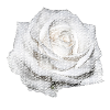 FLOWER White Rose White