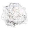 ROSE BLANCHE FLEUR BLANCHE