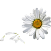 Gänseblümchen