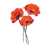 Trio of poppies