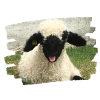 cheeky lamb