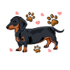Dachshund