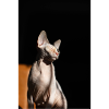 erin agius 3QCjHVr0l5I unsplash