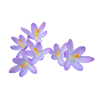 Purple spring flowers (crocus)
