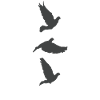 brieftaube racing pigeon