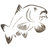Carp drawing