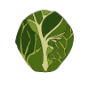 Brussel sprout