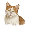 chat Marie