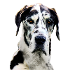 Great Dane