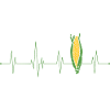 Corn Heartbeat