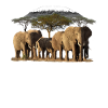 Kilimanjaro en olifanten in Kenia / Afrika