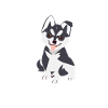 Pomsky mom