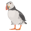 puffin