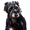 irish greyhound irish wolfhound