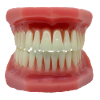 Teeth
