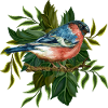 Bunter Vogel