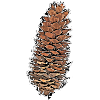 Fir cone