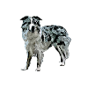 Border Collie Black Merle