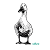 canard