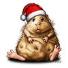 Guinea pig with santa hat